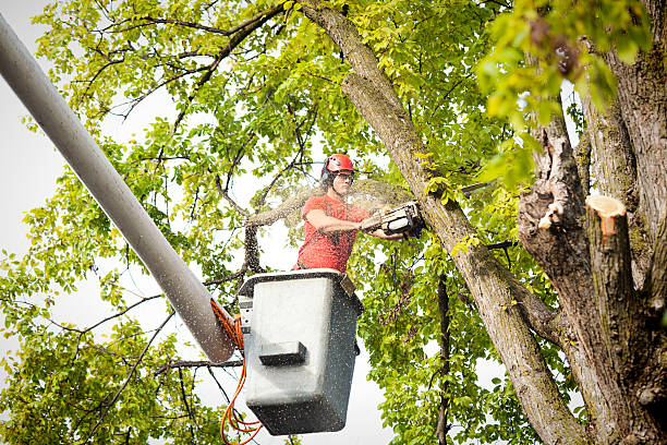 Best Tree Trimming and Pruning  in Newman, CA